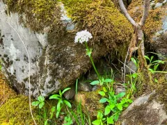 California valerian thumbnail 3
