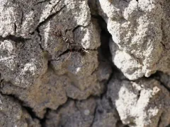 Silvery Field Ant thumbnail 3