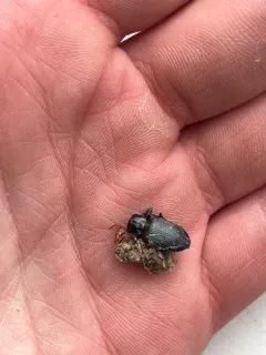 Cosmopolitan Ground Beetle thumbnail 2