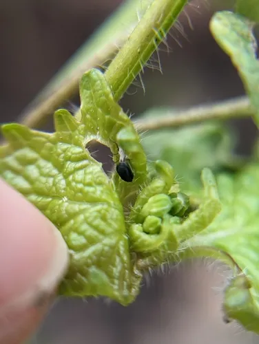Garlic Mustard Aphid