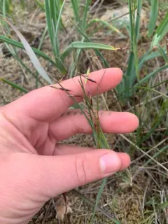 Geyer's Oniongrass thumbnail 3