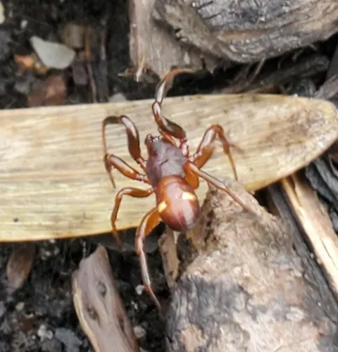 Two-spotted Cobweb Spider