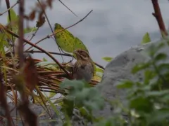 Rustic Bunting thumbnail 2