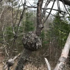 Pine-oak gall rust thumbnail 2