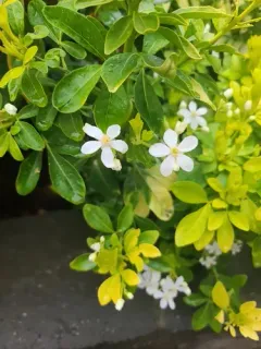 Mexican orange thumbnail 2