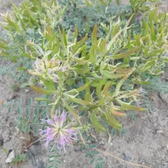 Columbia Milkvetch thumbnail 2