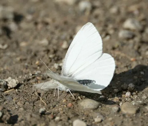 West Virginia White