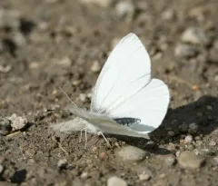 West Virginia White thumbnail 1