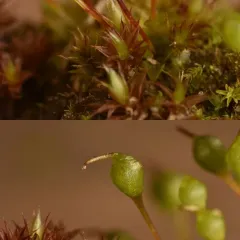 common bladder moss thumbnail 3