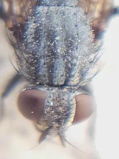Dark-horned Muscina thumbnail 4