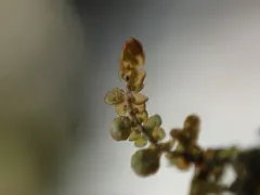 Frullania franciscana thumbnail 1