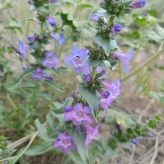 Sharpleaf Penstemon thumbnail 3