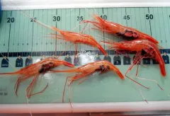 Plesionika longipes thumbnail 2