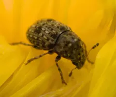 Anthribus nebulosus thumbnail 3