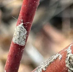 North American Black-headed Birch Leaffolder Moth thumbnail 4