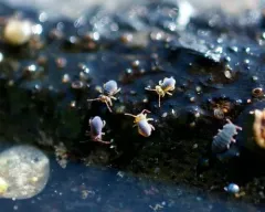 Sminthurides bifidus thumbnail 2