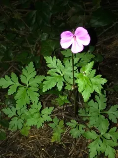 Greater Herb Robert thumbnail 4
