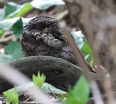 Eastern Whip-poor-will thumbnail 2
