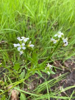 Western Bittercress thumbnail 3