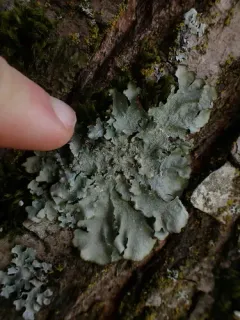 Powdered Speckled Shield Lichen thumbnail 1
