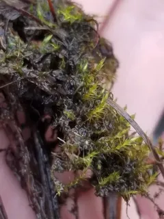 Fountain Feather-moss thumbnail 2