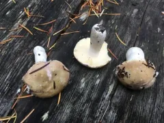 Russula murrillii thumbnail 4
