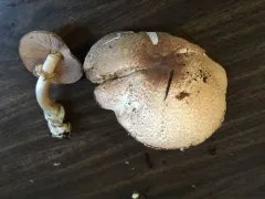 Agaricus subrufescentoides thumbnail 4