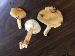 Russula pallescens thumbnail 1