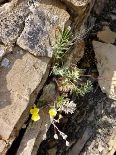 Sheep Cinquefoil thumbnail 3