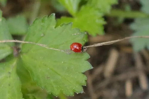 Spotless Lady Beetle