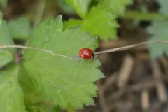 Spotless Lady Beetle thumbnail 1