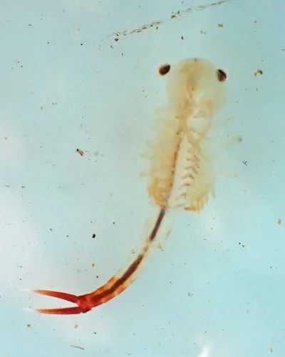 Springtime Fairy Shrimp