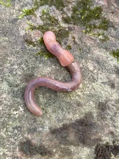 Rosy-tipped Worm thumbnail 3