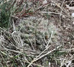 Mountain Ball Cactus thumbnail 3