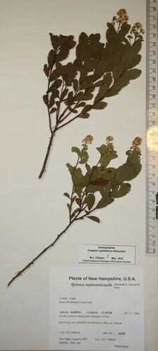 Northern Meadowsweet