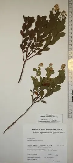 Northern Meadowsweet thumbnail 1