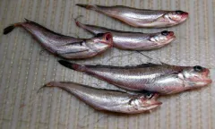 Longfin Hake thumbnail 3