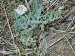 widewing springparsley thumbnail 2