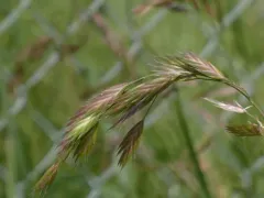 Rescue Brome thumbnail 4