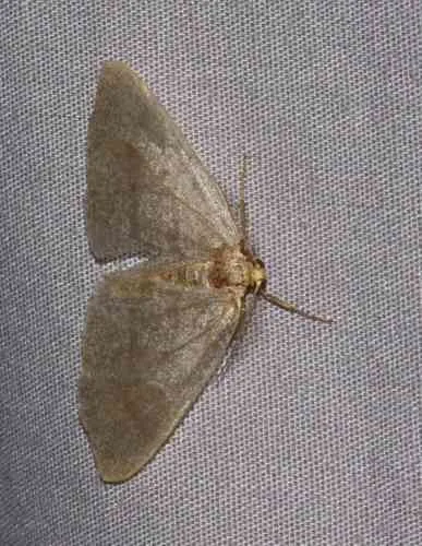 Curved-lined Looper Moth