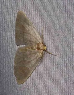 Curved-lined Looper Moth thumbnail 1