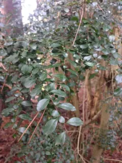 Vanilla tree thumbnail 3