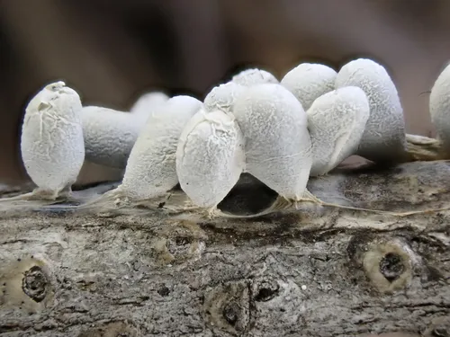 Diderma brooksii