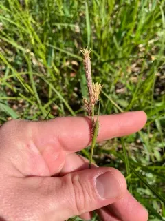velvet sedge thumbnail 3