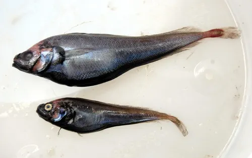 Beardless Codling