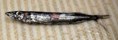 Black Snake Mackerel thumbnail 2
