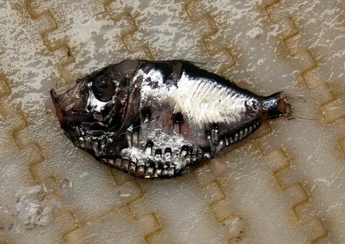 Slope Hatchetfish