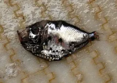 Slope Hatchetfish thumbnail 1
