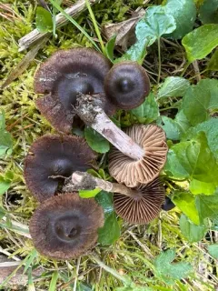 Cortinarius suberythrinus thumbnail 2