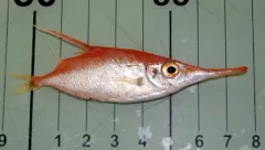 Common Bellowsfish thumbnail 2